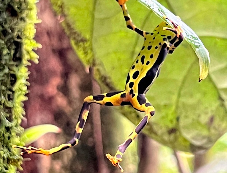 Naturaleza de Bahía Solano