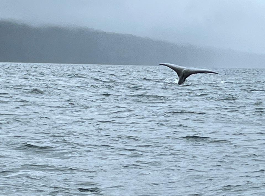 Sentir al Gigante (Avistamiento de Ballenas)