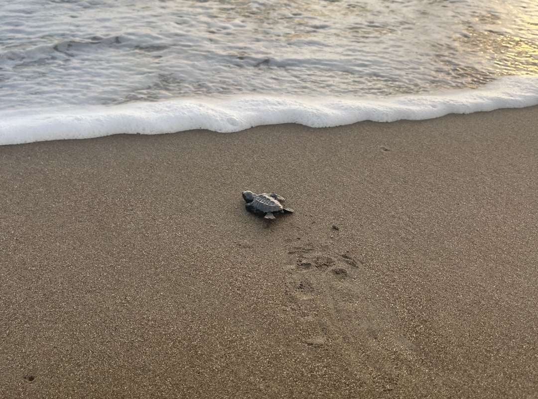 Liberación de Tortugas