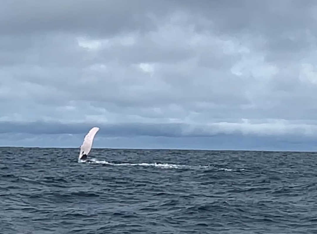 Ballenas & Bienestar