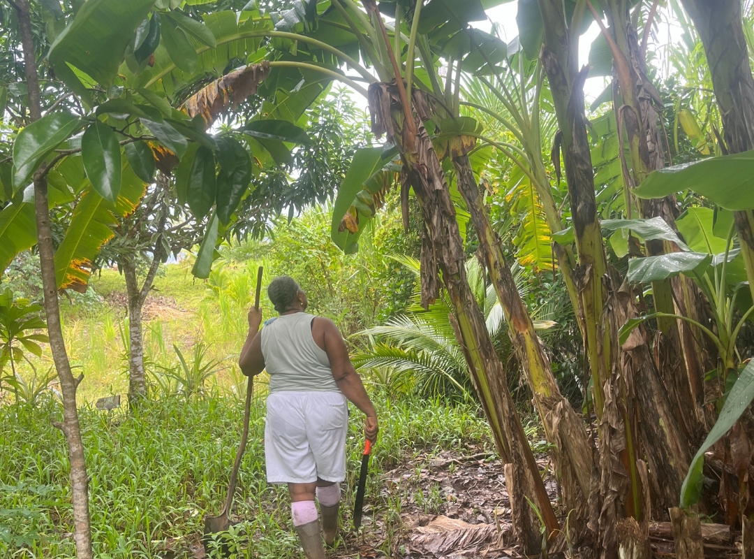 Siembra de Árboles pili